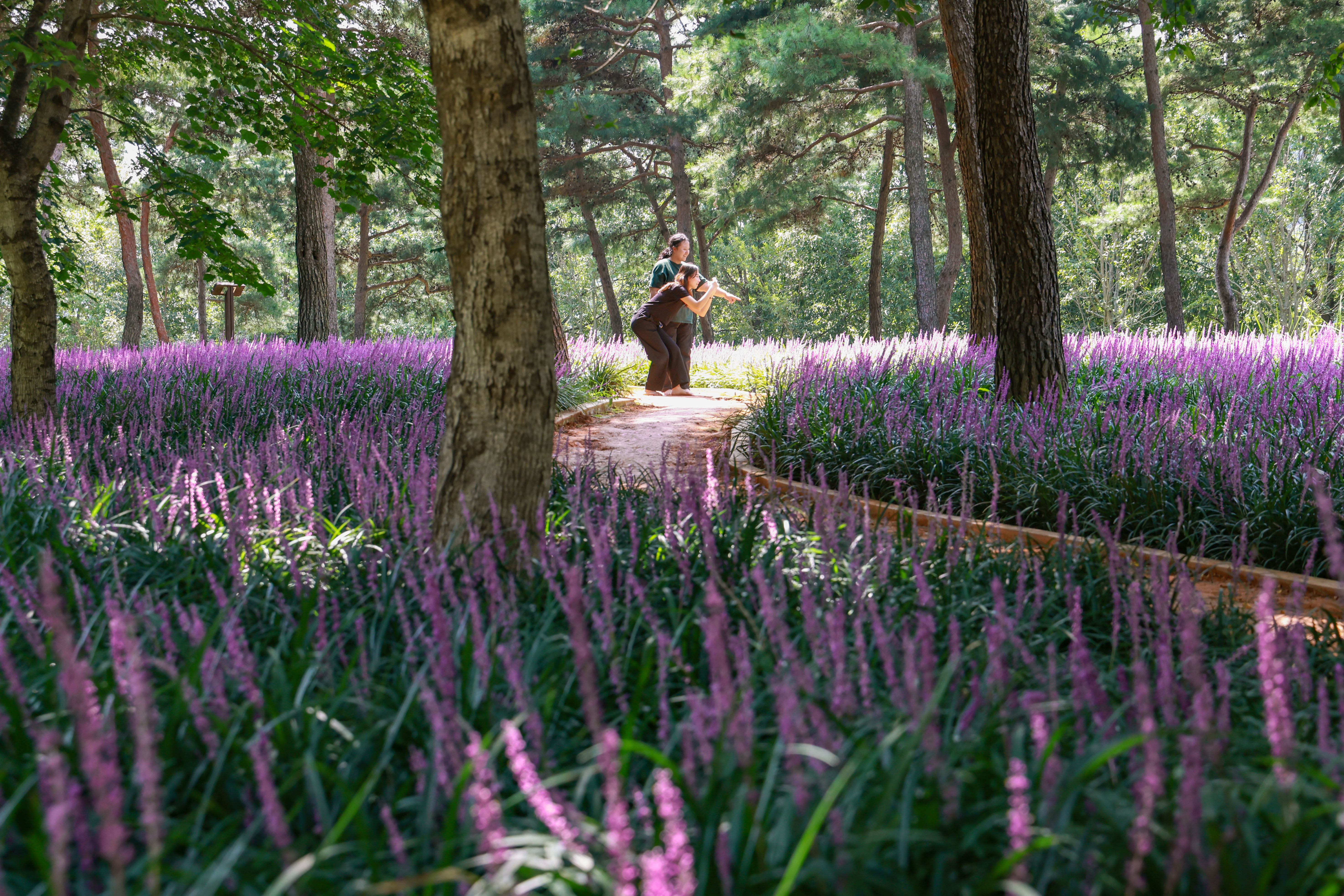 “보랏빛 향기 맡으며 황토 건강길 걸어보세요” 이미지