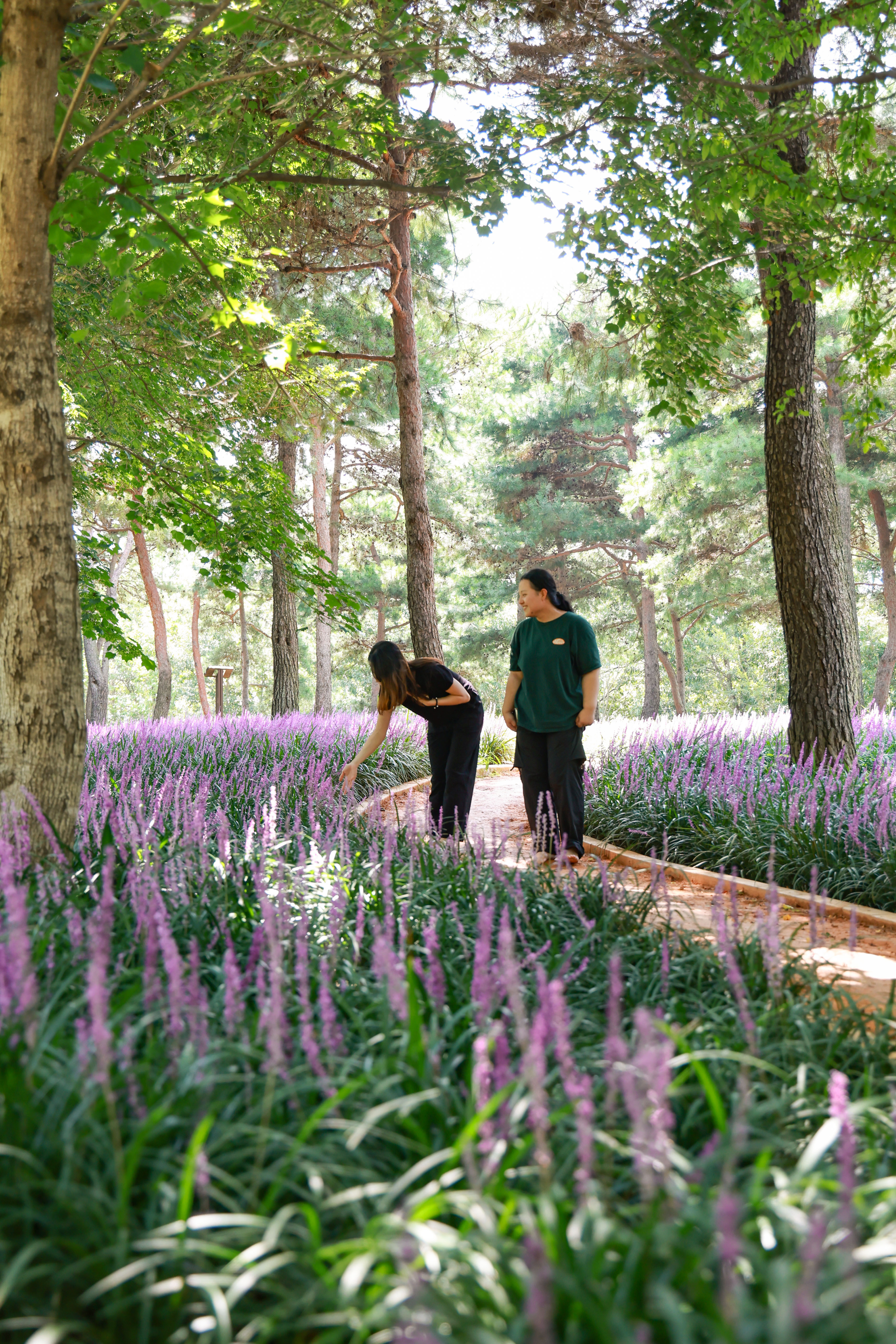 “보랏빛 향기 맡으며 황토 건강길 걸어보세요” 2
