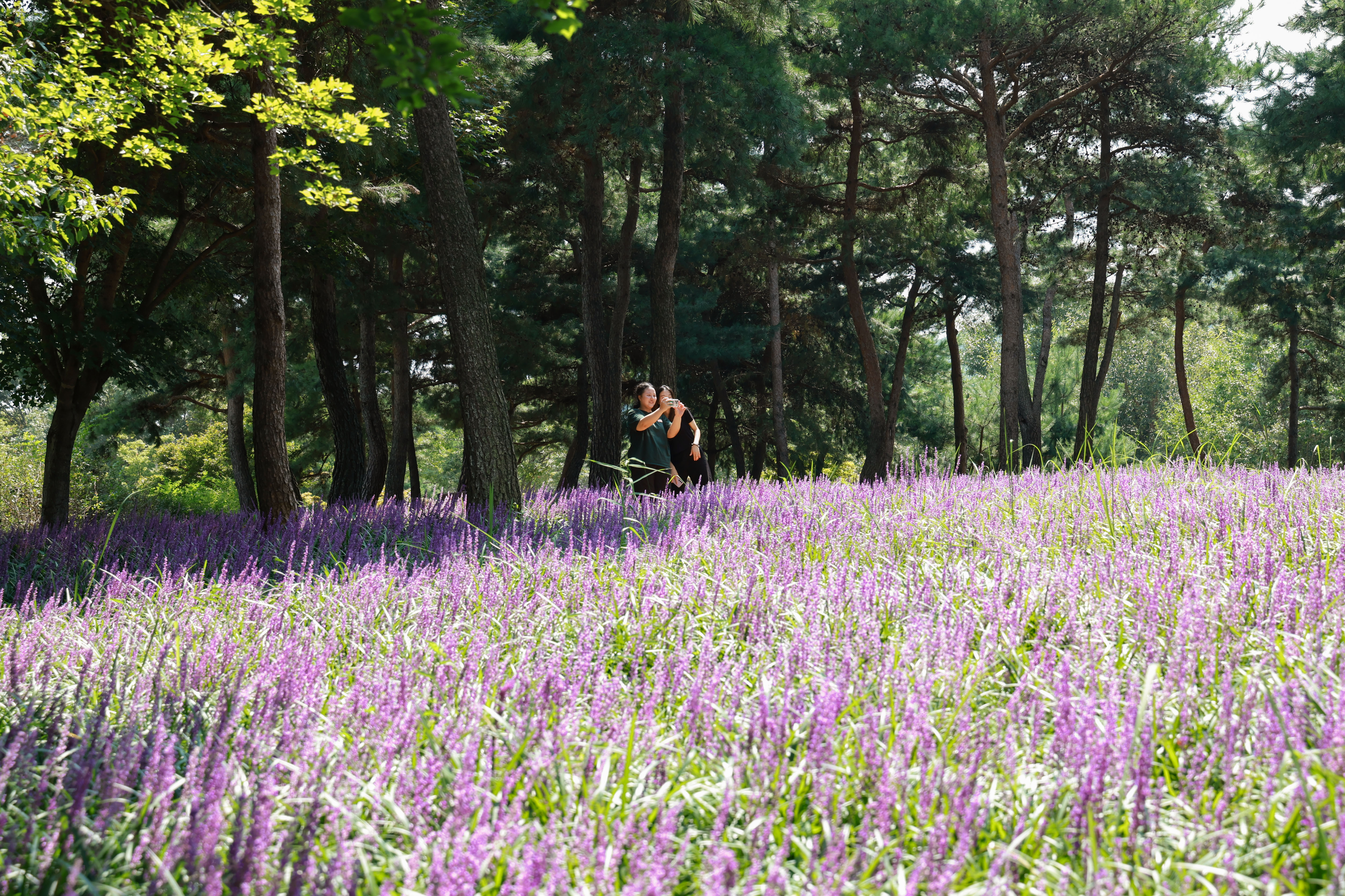 “보랏빛 향기 맡으며 황토 건강길 걸어보세요” 3