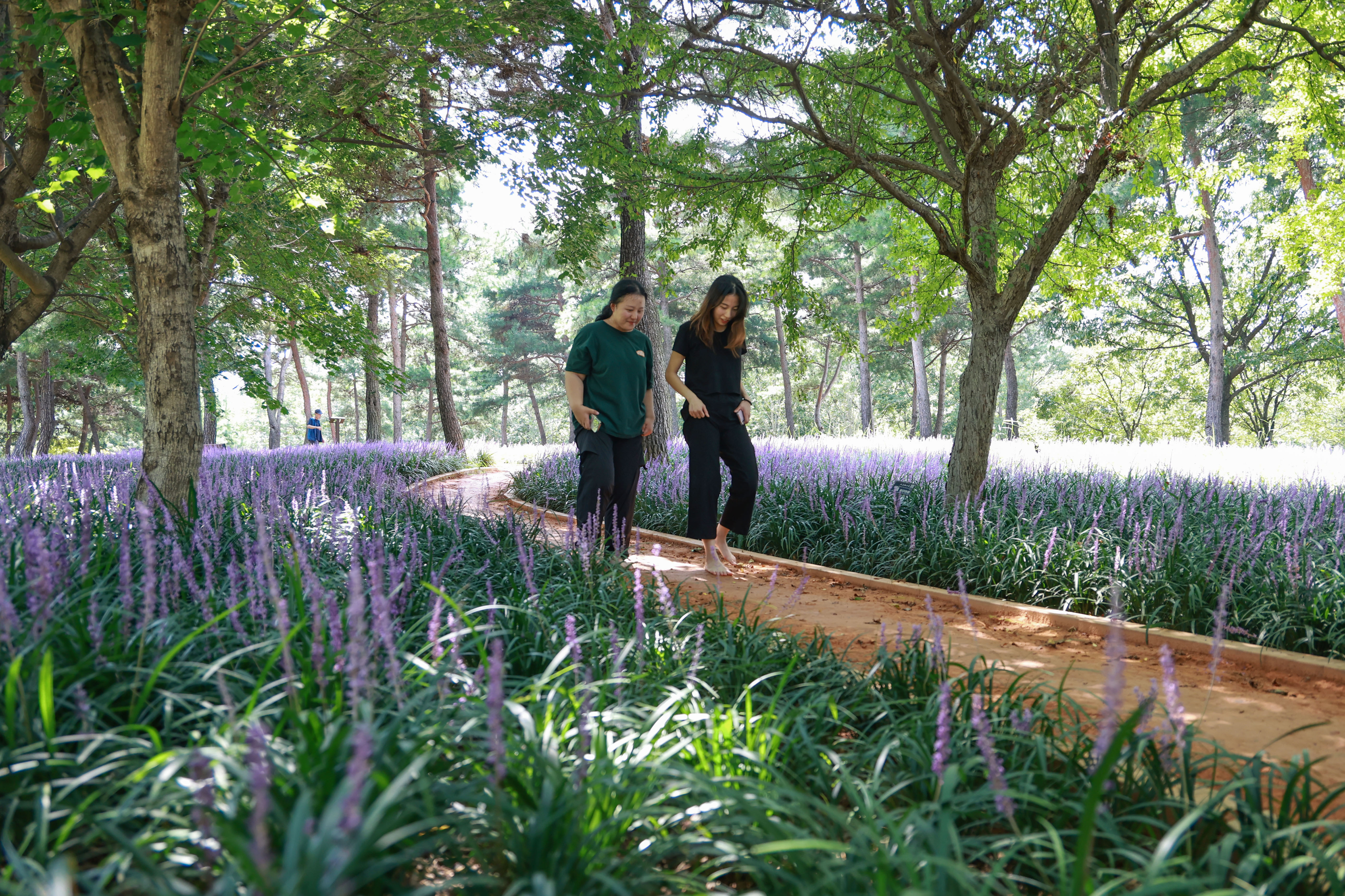 “보랏빛 향기 맡으며 황토 건강길 걸어보세요” 4
