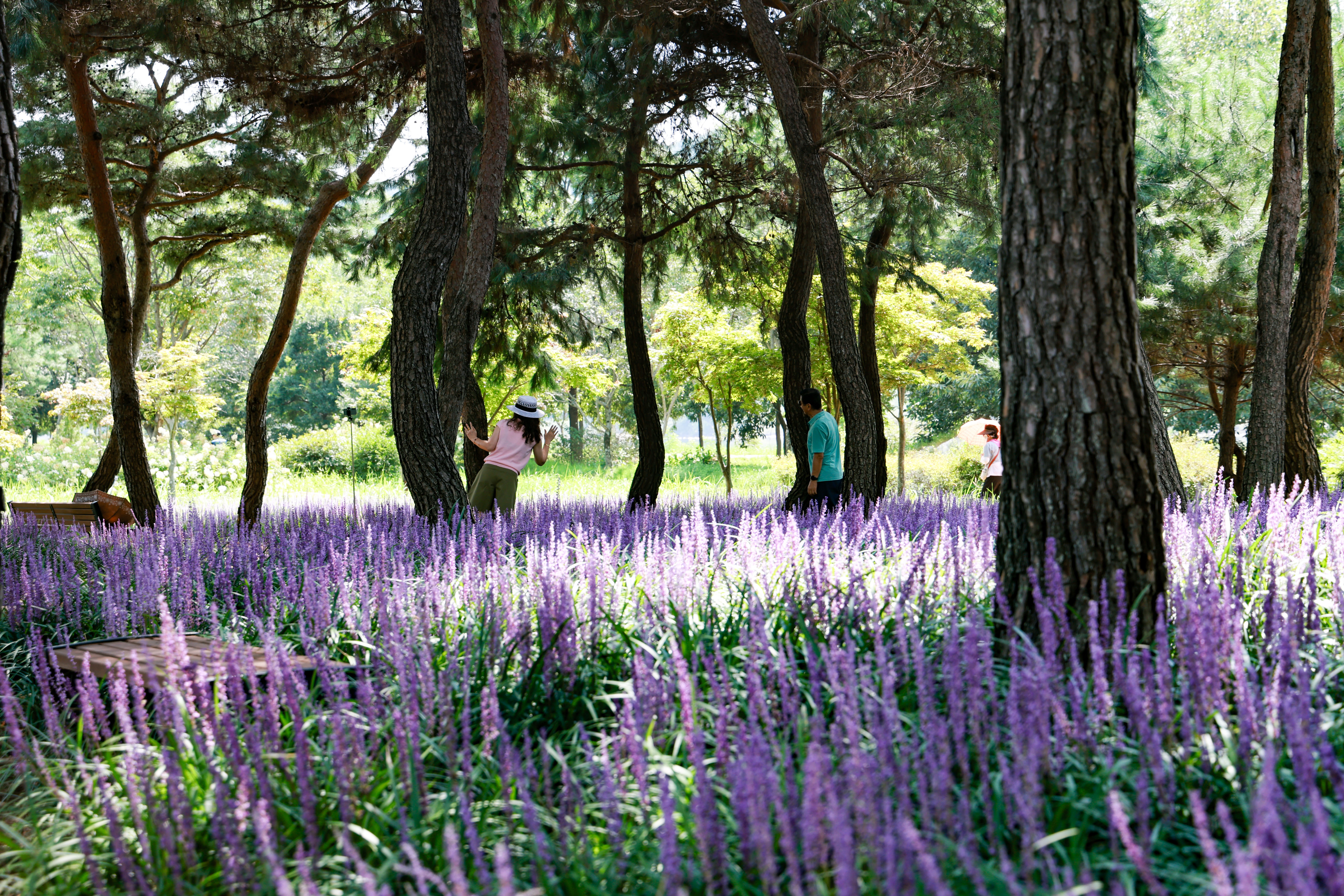“보랏빛 향기 맡으며 황토 건강길 걸어보세요” 5