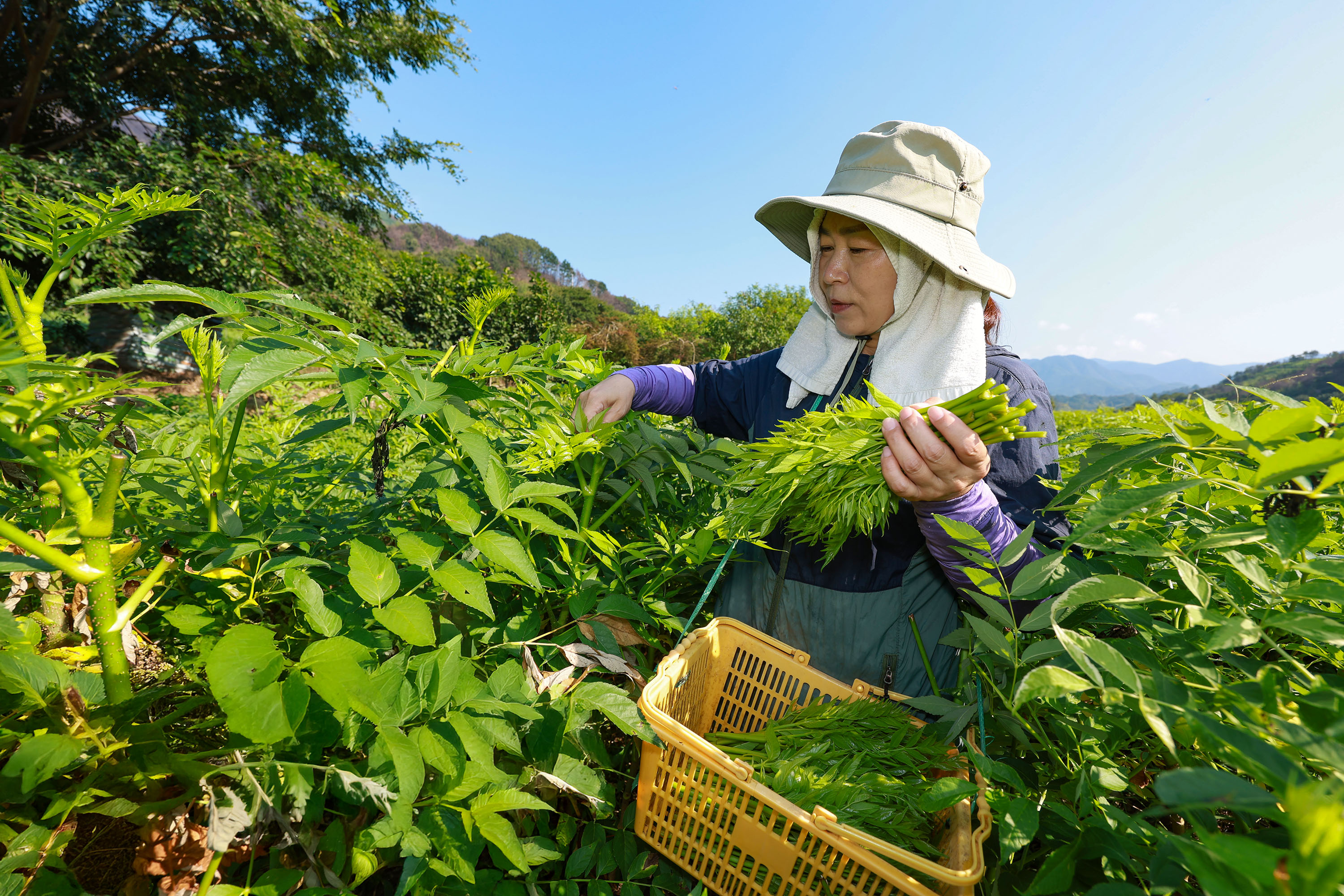 ‘희망 움트는 산청’ 산불·호우 이겨낸 여름 두릅 수확 4