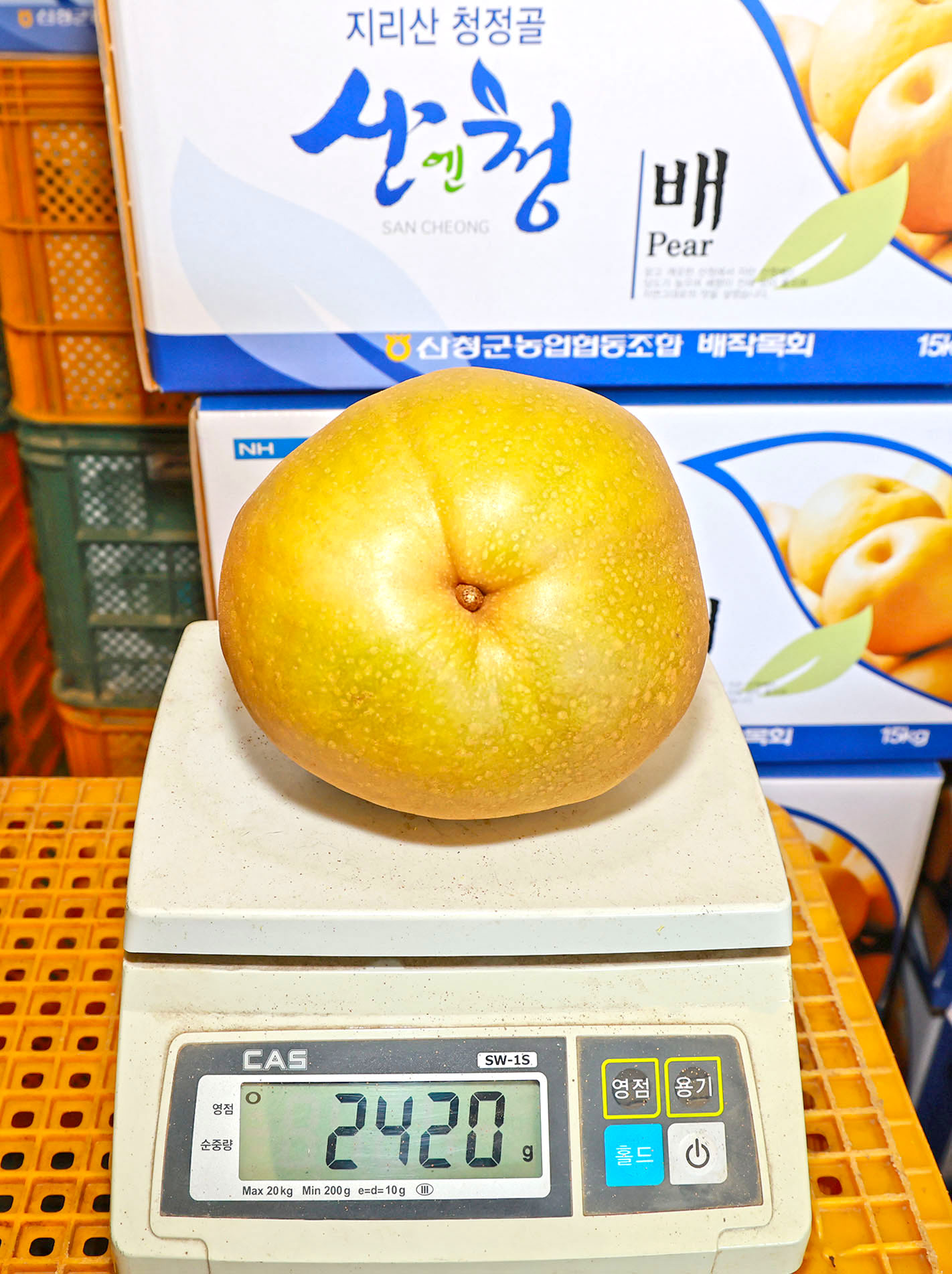 “지리산 청정골 산청에서 자란 대왕배 맛 보세요” 5