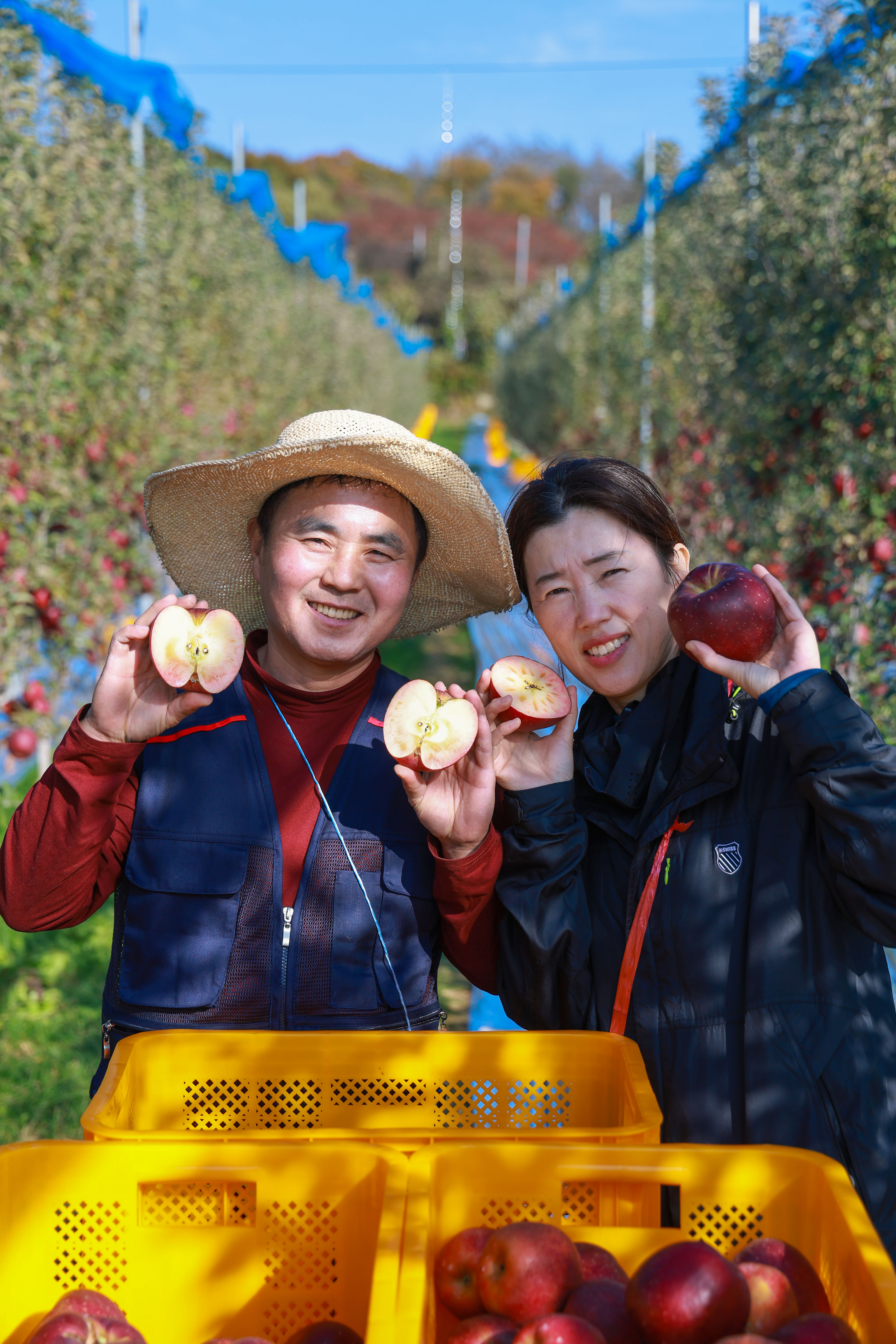 “속이 빨갛네!”…산청군 엔부사과 본격출하 2