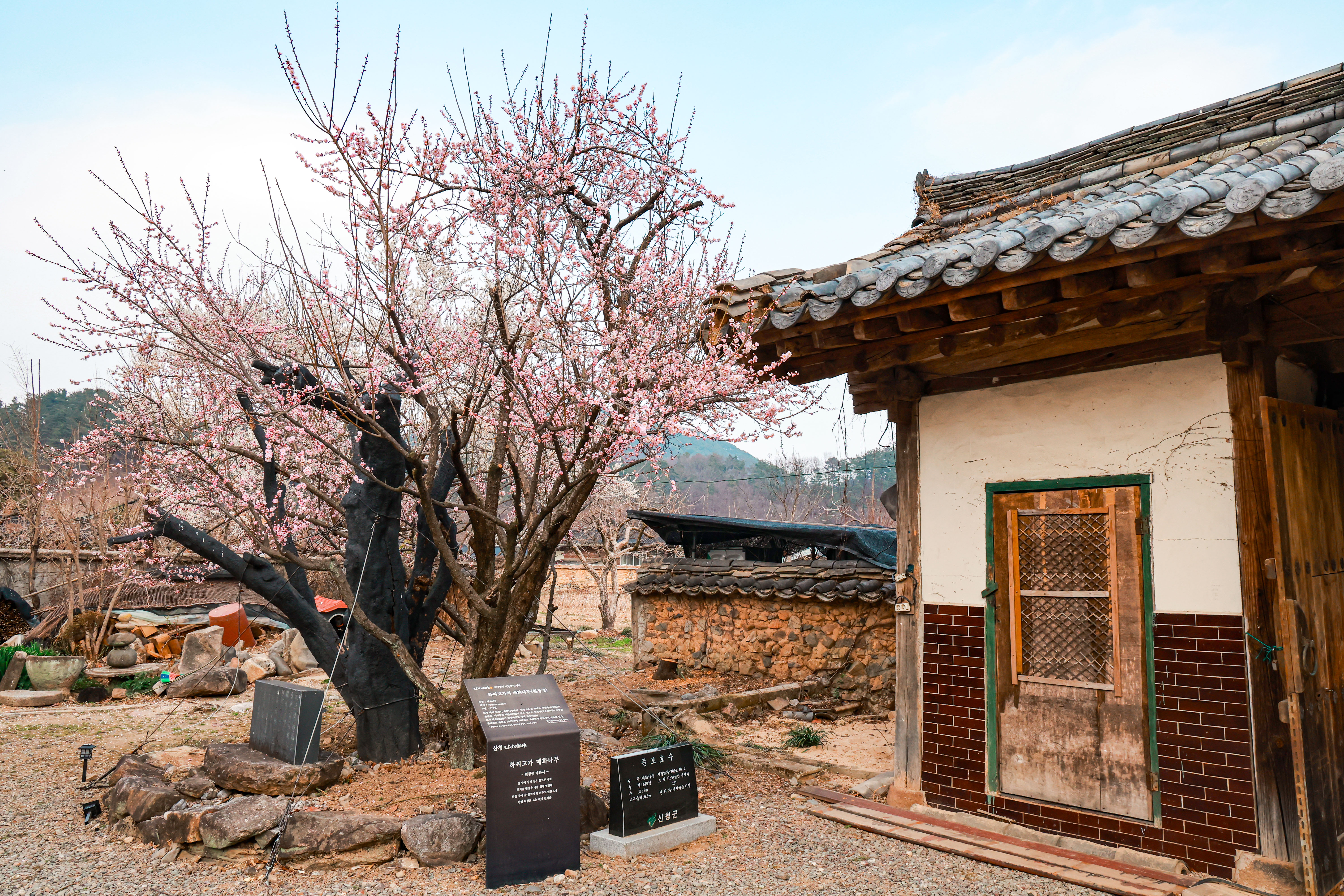 ‘산청 3매(梅)’ 일제히 개화 3