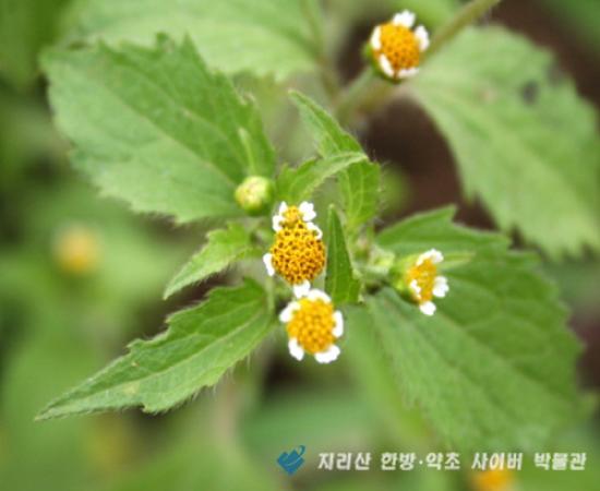 진득찰 관련이미지