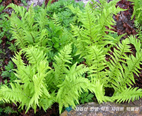 관중 관련이미지