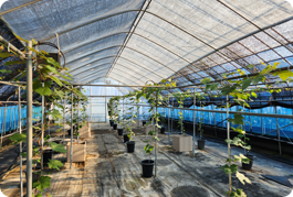 시설포도 재배시설